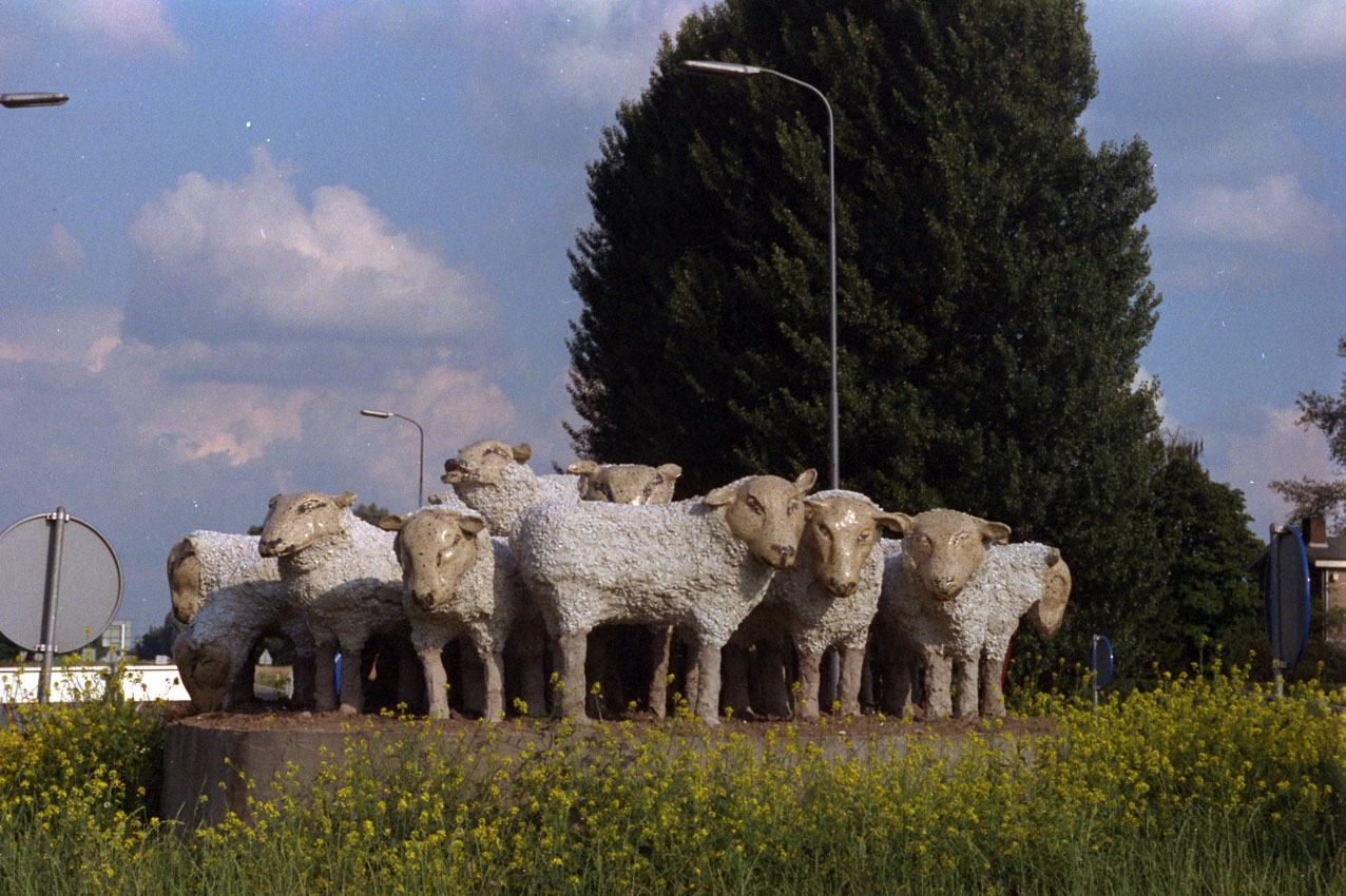 sheep1.jpg